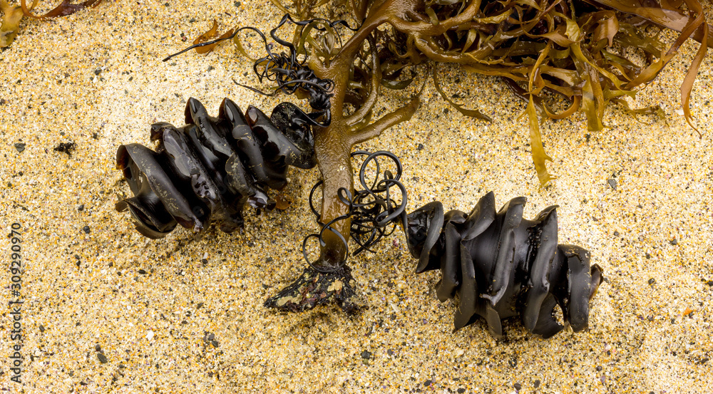 horn shark eggs pictures