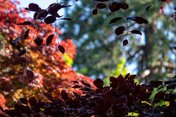 green and fall colored leaves growing together in bunches on branch