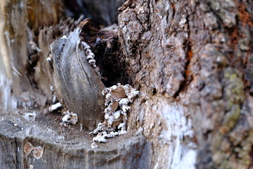 Poster - Tree with mushrooms