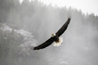 Bald eagle flying over with wings spread