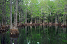 Cypress Trees In Florida Swamp