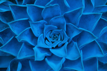 Canvas Print - Succulents trendy color of the year 2020 Classic Blue close-up, fashion background