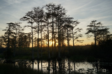 Wall Mural - Louisiana swamp sunset and silhouettes