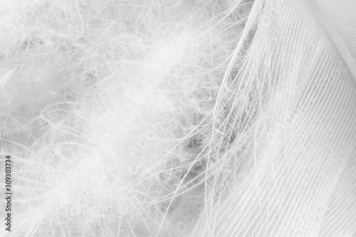 Fotografía Beautiful fluffy macro white feather swan pattern texture background