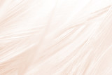 Fototapeta Boho - Beautiful white-brown feather texture background