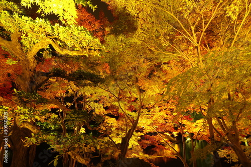 栗林公園 秋の紅葉ライトアップ Adobe Stock でこのストック画像を購入して 類似の画像をさらに検索 Adobe Stock