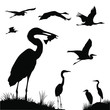 Vector silhouettes of great egrets and swans in flight.
