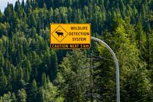 High Yellow Warning Road Sign, Wildlife Detection System, With Elk Symbol, Elk Regularly Cross The Road, Caution Next 5 Km, Pine Trees Background