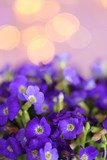 Fototapeta Kwiaty - Floral gentle background. Violet flowers close-up on a light lilac background with golden bokeh.copy space.Floral  card