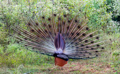 Wall Mural - Rear View of a Peacock (Pavo cristatus), Udawalawe National Park, Sri Lanka