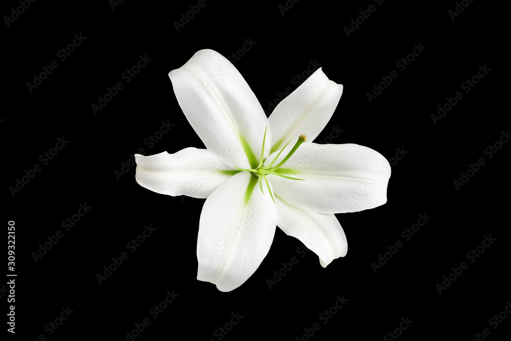 One big white lily flower with green stamens on black background isolated close up top view, single beautiful blooming lilly flower macro, floral pattern, decorative design element, elegant art decor - obrazy, fototapety, plakaty 