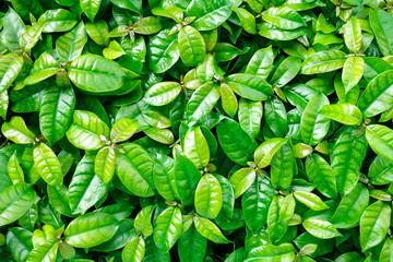 Wall Mural - Top view of green leaves for green background, Green leaves background., The green color gives energy boost just from looking at it.