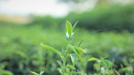  Green tea leaves the green background for agricultural idea for the food of health
