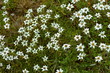 Alpine (high altitude) flowers EDELWEISS at 17,000 ft. Uttaranchal, India.