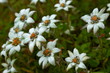 Alpine (high altitude) flowers EDELWEISS at 17,000 ft. Uttaranchal, India.
