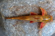 Glyptothorax species DORSAL VIEW, FISH,Uttaranchal, India.