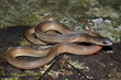 Lesser Striped-neck Snake Liopeltis calamaria, Satara, Maharashtra, India.