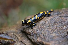 Fire Salamander In The Nature Habitat. Very Rare And Endangered Animal Close Up. European Wildlife. Fantastic Creature. Salamandra Salamandra.