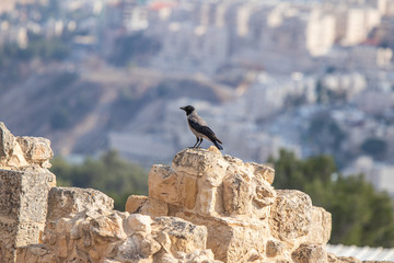 Wall Mural - Crow  sitting on archaeological excavations of the crusader fortress located on the site of the tomb of the prophet Samuel on Mount Joy near Jerusalem in Israel