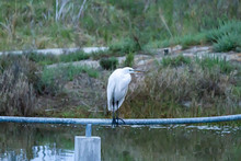 Great White Heron Perched Above A Pond On A Pole