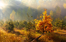 Forest. Autumn. A Pleasant Walk Through The Forest, Dressed In An Autumn Outfit. The Sun Plays On The Branches Of Trees And Permeates The Entire Forest With Its Rays. Light Fog Makes The Picture A Lit