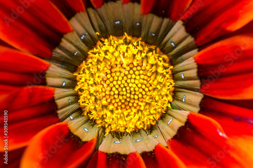 Cuadros en Lienzo Macro of the stamen and pollen of a red and orange colored flower