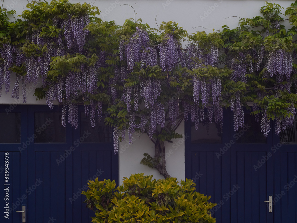 Stock-Foto Wisteria on the garage wall (in Prefailes) | Adobe Stock