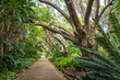 A straight path is leading through a dense forest with old trees and ferns, botanical garden Kirstenbosch, Cape Town, South Africa