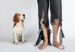 canvas print picture -  Beagle and his owner in torn pants and bitten feet.
