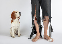  Beagle And His Owner In Torn Pants And Bitten Feet.
