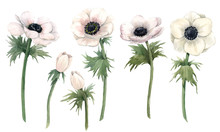 Beautiful Watercolor Floral Set With Isolated Anemone Flowers. Stock Illustration.