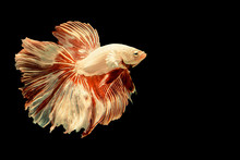 Siamese Fighting Fish.Multi Color Fighting Fish Isolated On Black Background.
