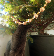 Curious Cat Checking Out The Christmas Tree