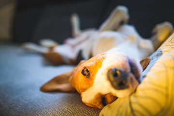 Beagle dog tired sleeps on a cozy couch in bright room. Funny position on his back, twisted. Adorable canine background