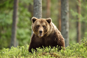 Wall Mural - serious looking male brown bear in forest