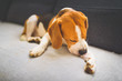 Beagle dog biting his itching skin on legs. Skin problem allergy reaction or stress reaction concept.