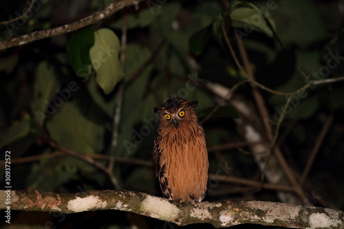 Buffy Fish Owl Ketupa Ketupu In Borneo Malaysia マレーウオミミズク Buy This Stock Photo And Explore Similar Images At Adobe Stock Adobe Stock Buffy Fish Owl Ketupa Ketupu In Borneo Malaysia マレーウオミミズク Buy This Stock Photo And Explore Similar Images At Adobe Stock Adobe Stock