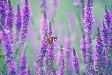 Wall Mural - The lush flowering of lilac flowers and butterfly of the lady of burdock in the summer meadow