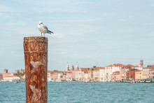 Blur View Over Venetian Grand Canal Downtown And A Seagal Sitting On The Wooden Dock Post, Venice, Italy, Summer, Details