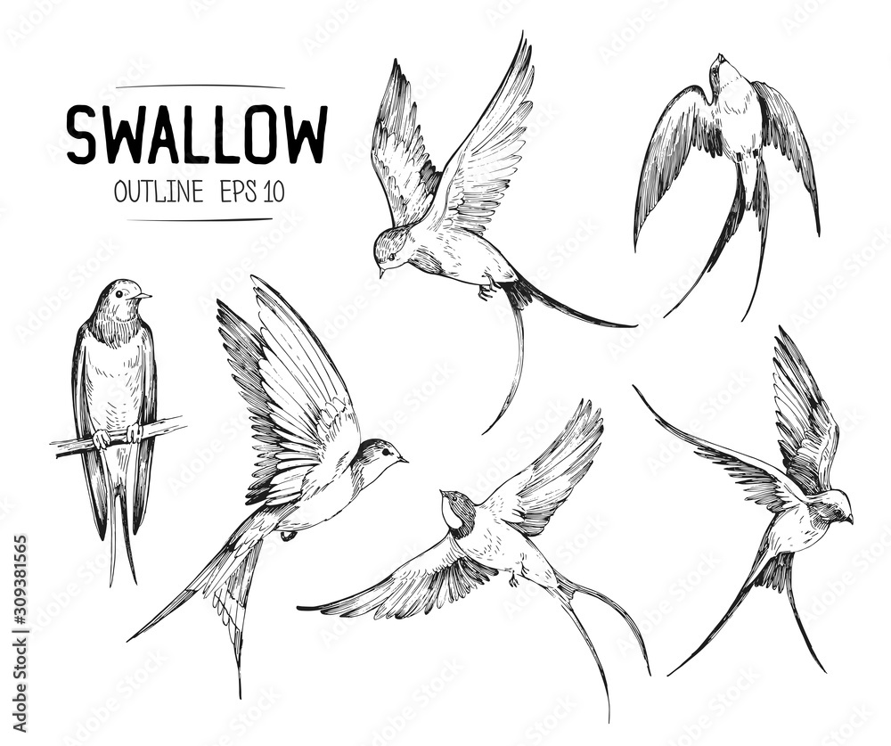 Set of a flying swallows. Hand drawn illustration converted to vector. Outline with transparent background - obrazy, fototapety, plakaty 