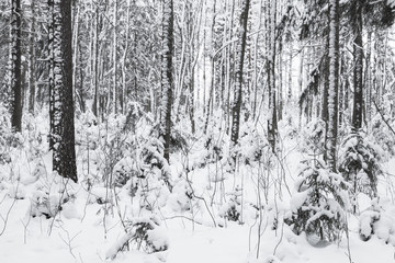 Wall Mural - Snowy European forest at day, winter landscape