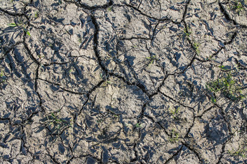 Wall Mural - Close up view on dry agricultural grounds influenced by climate change