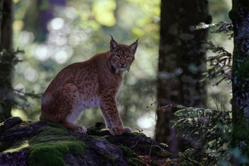 Wall Mural - Lynx