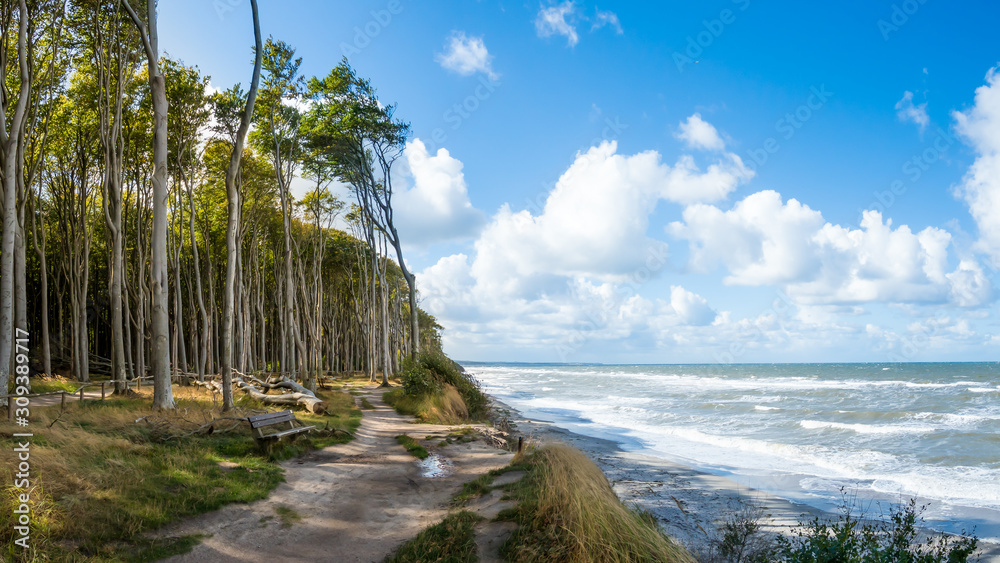Forrest by the Baltic sea in Germany - obrazy, fototapety, plakaty 