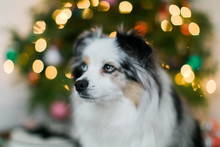 Cute Mini Australian Shepard In Front Of Christmas Tree, Dog Under The Tree