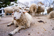 写真素材: 羊　ひつじ　群れ