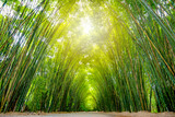 Fototapeta Sypialnia - Asia Thailand, at the bamboo forest  and tunnel vision, green bamboo forest background