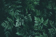 Leinwandbild Motiv Green leaves background pattern