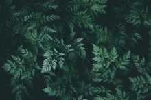 Green Leaves Background Pattern