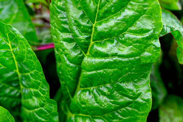 Wall Mural - Growing Swiss chard. Sheet chard close-up. Juicy fresh chard.